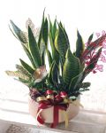 虎尾蘭桌上組合盆栽Elegant Snake Plant